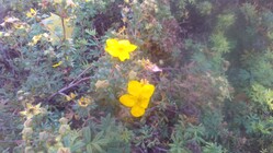 Acer Aspire Switch 11 V