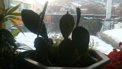 Acer Iconia Tab 10 (A3-A20-K6NM)