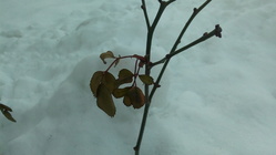 Acer Iconia Tab 10 (A3-A20-K6NM)