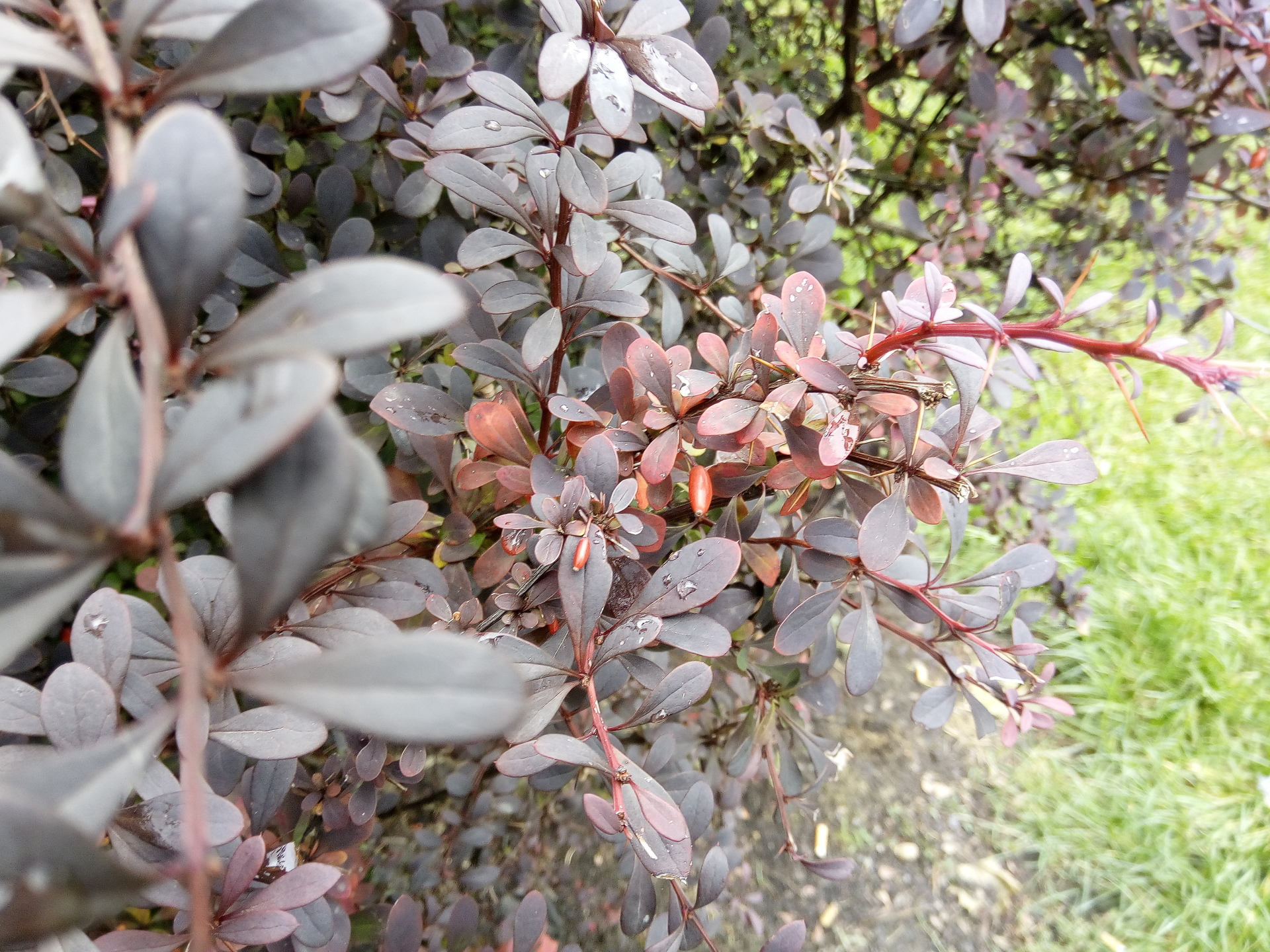 Acer Liquid Zest Plus