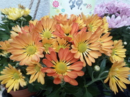 Acer Liquid Zest Plus