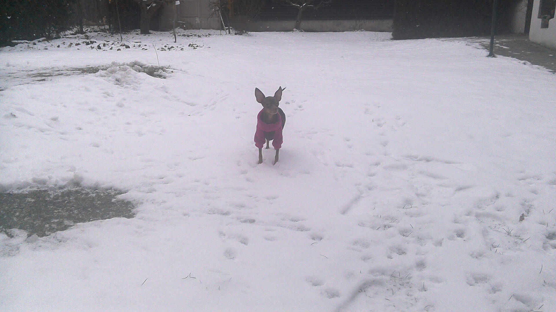 Acer Predator 8 GT-810