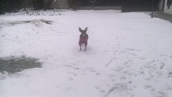 Acer Predator 8 GT-810