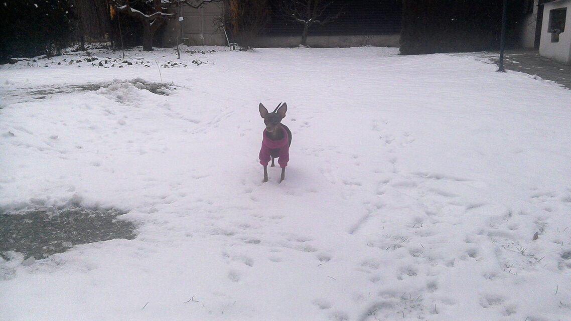 Acer Predator 8 GT-810