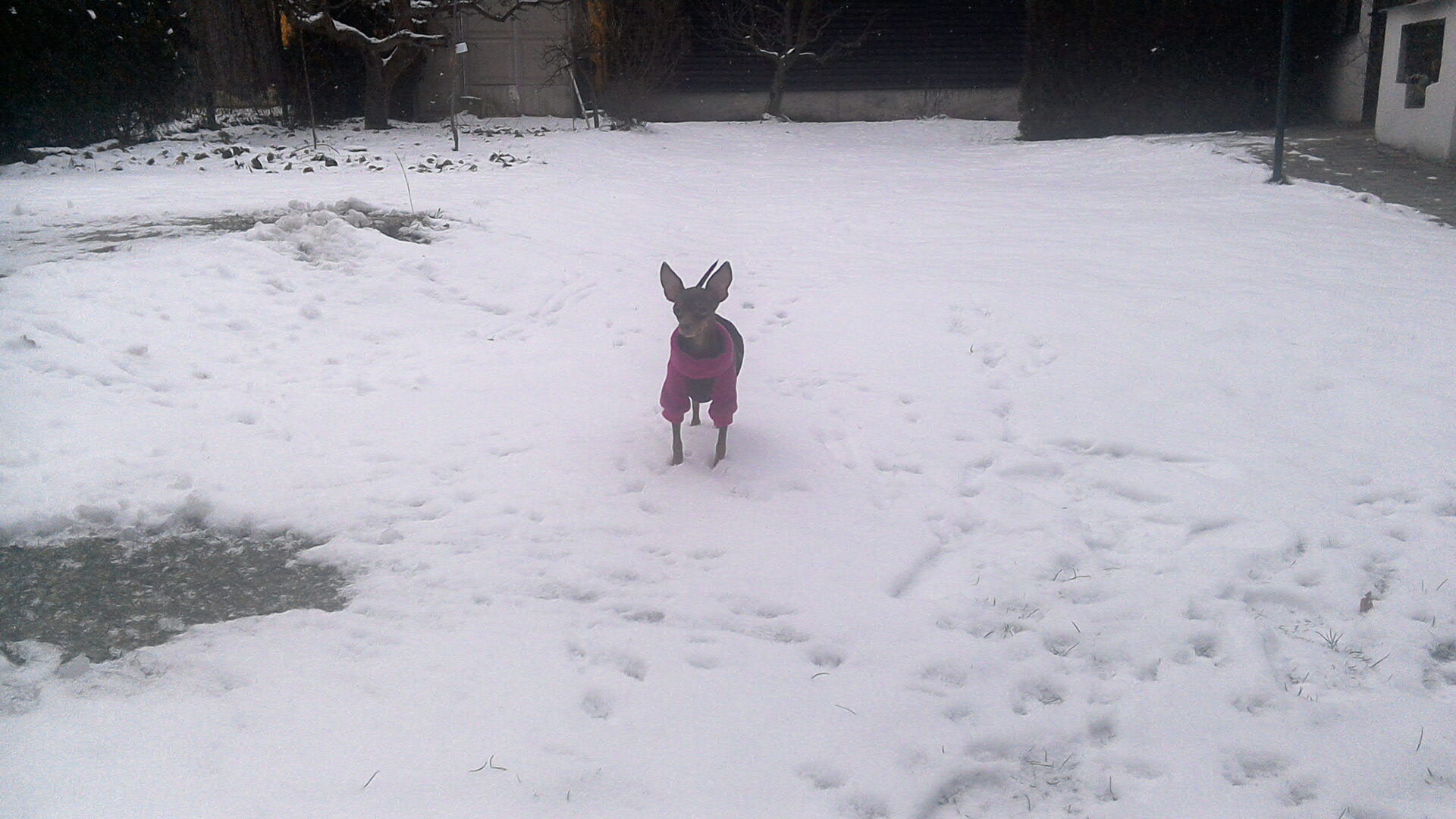 Acer Predator 8 GT-810