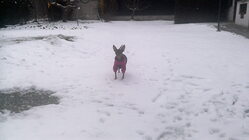 Acer Predator 8 GT-810