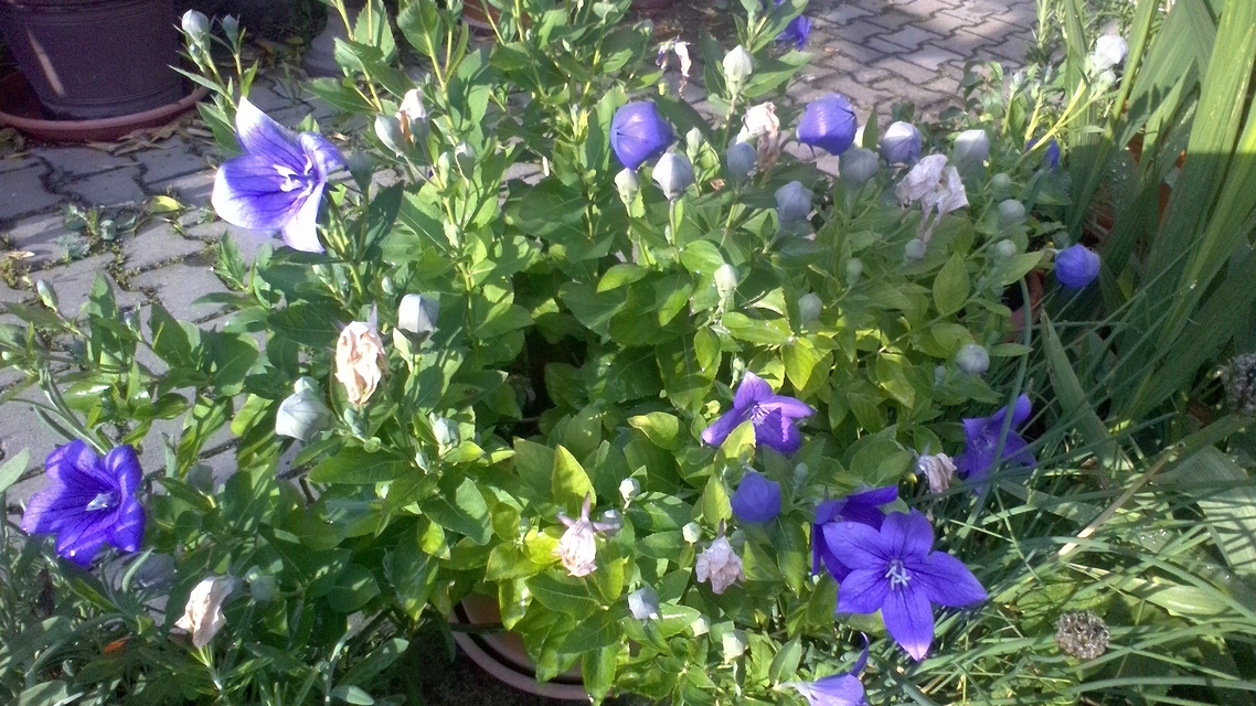 Acer Switch Alpha 12