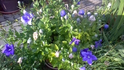 Acer Switch Alpha 12