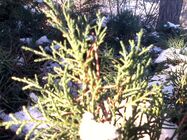 Alcatel One Touch 810 Glam