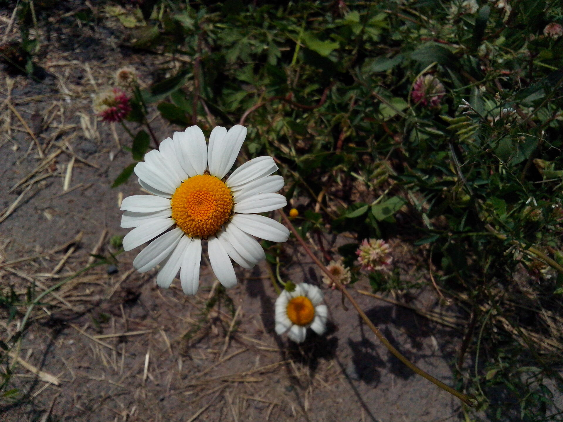 Alcatel One Touch Idol Ultra