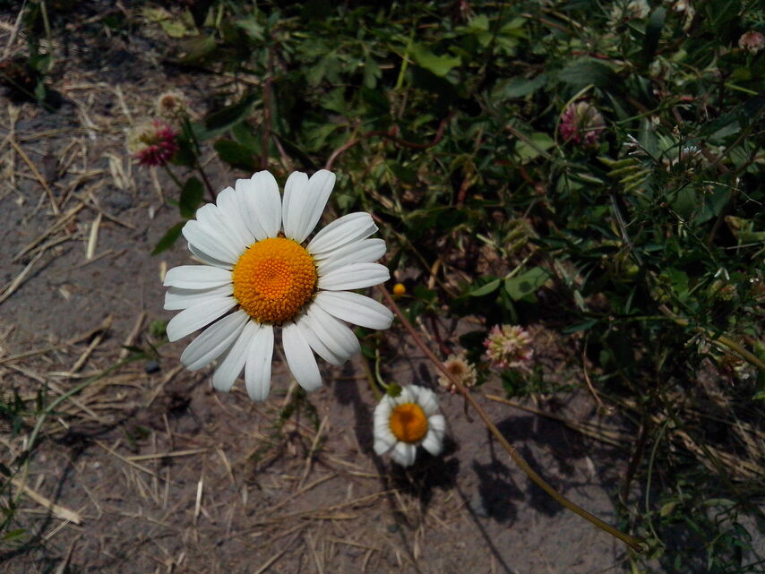 Alcatel One Touch Idol Ultra