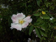 Alcatel One Touch Idol Ultra