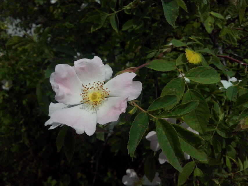 Alcatel One Touch Idol Ultra