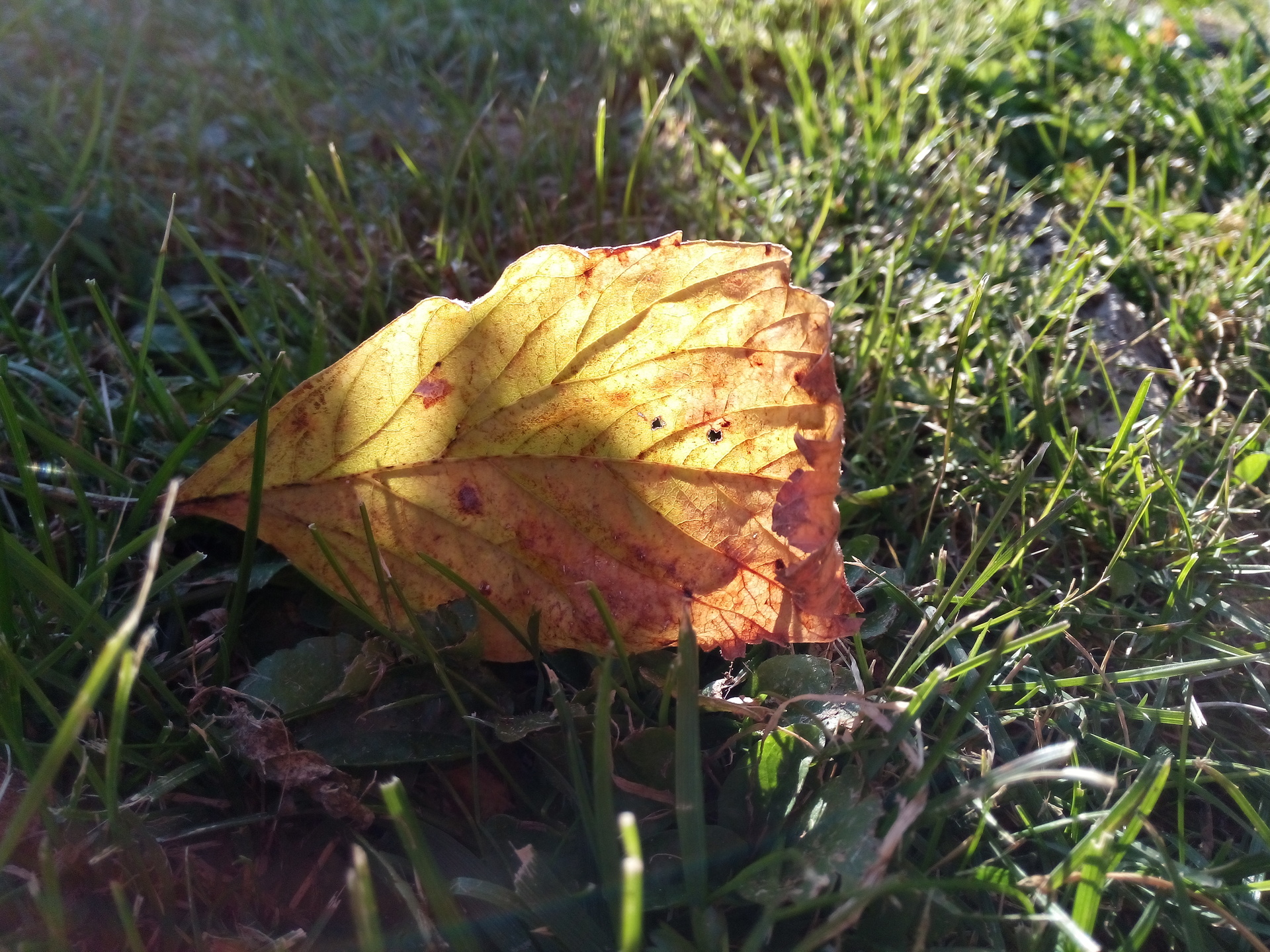 Alcatel One Touch Idol X