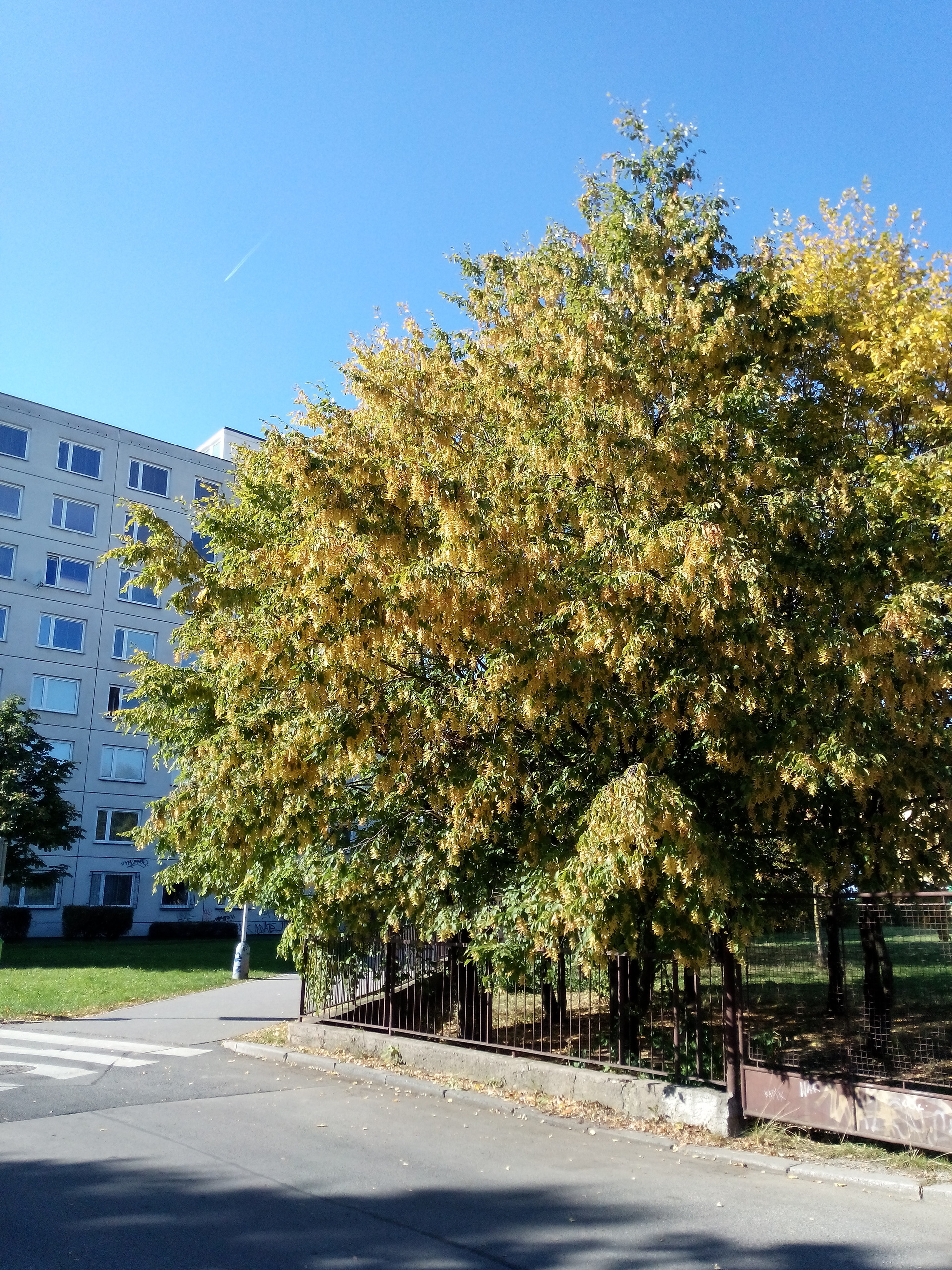 Alcatel One Touch Idol X