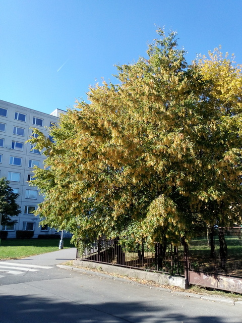 Alcatel One Touch Idol X