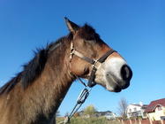 Alcatel One Touch Idol X