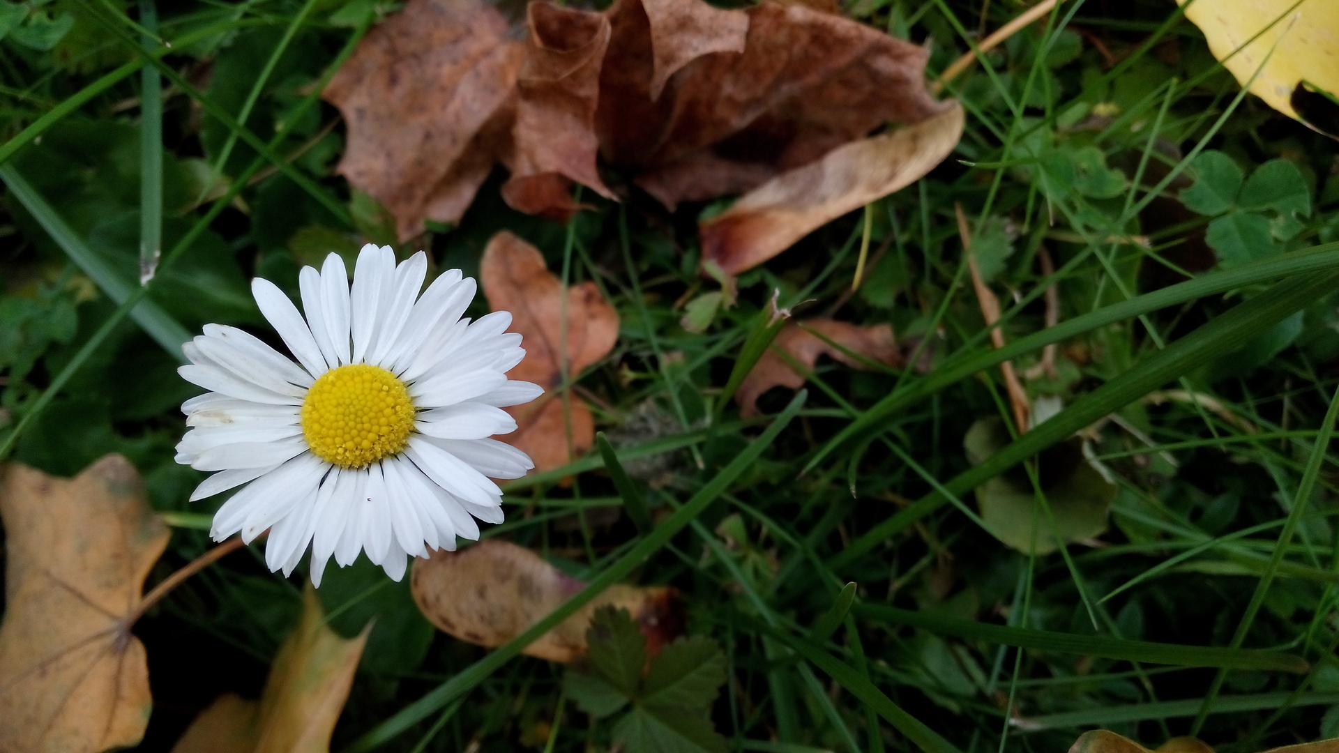 Alcatel One Touch Idol X