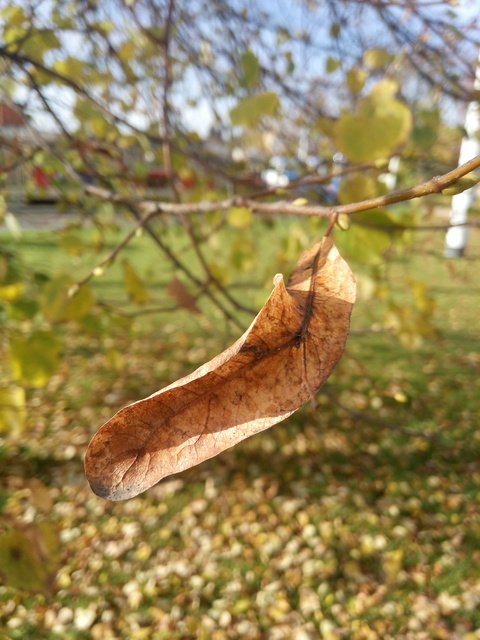 Alcatel One Touch Idol X