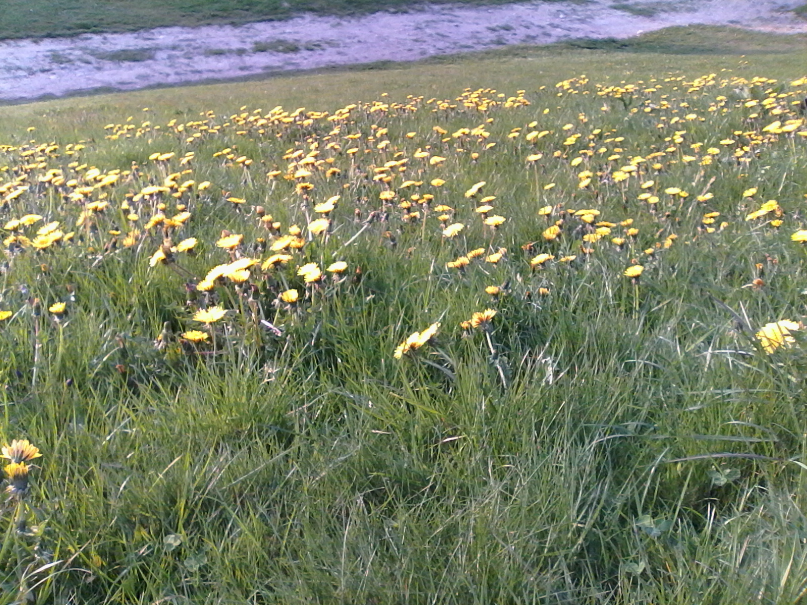 Alcatel One Touch Pop 7