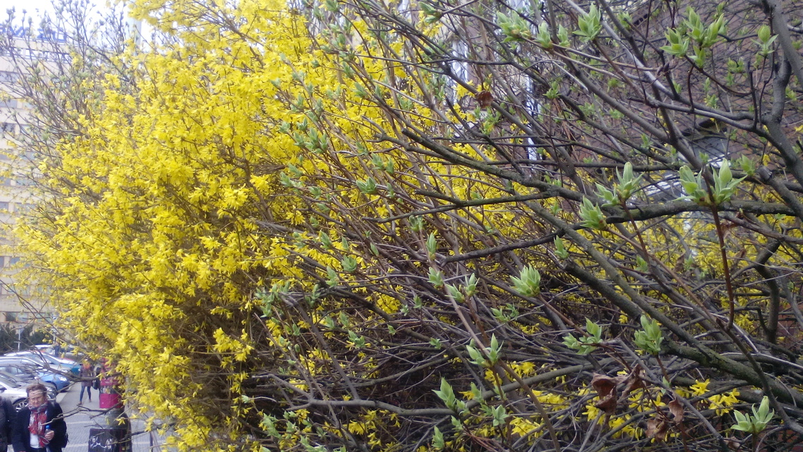 Alcatel One Touch Pop C7