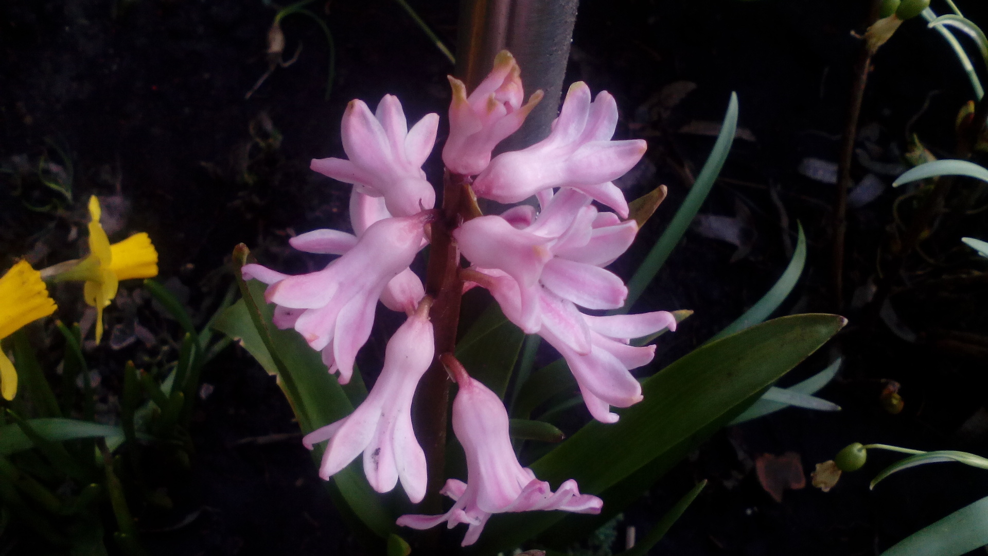 Alcatel One Touch Pop C7