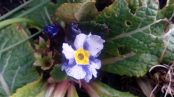 Alcatel One Touch Pop C7