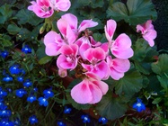 Alcatel One Touch Scribe Easy