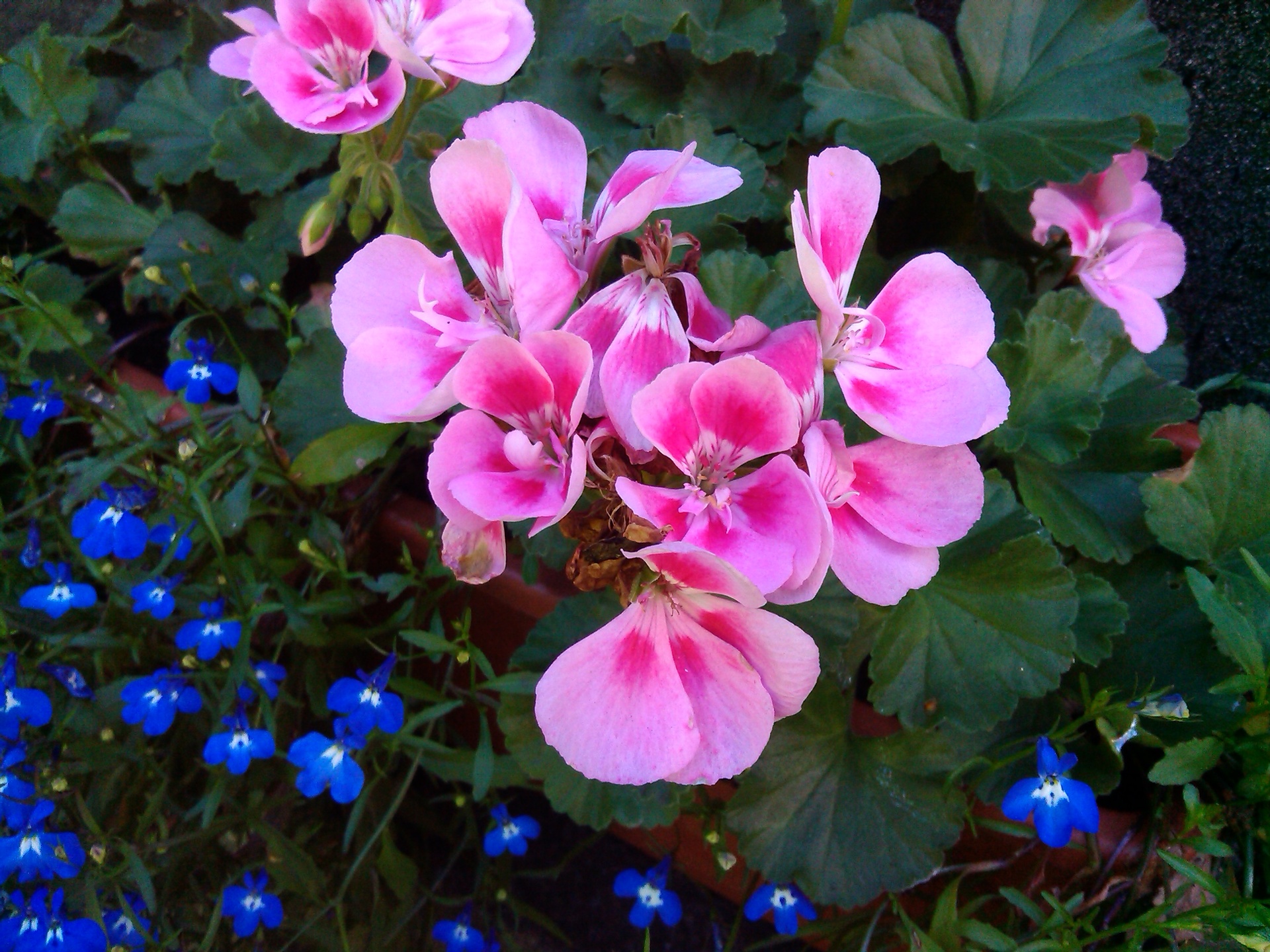 Alcatel One Touch Scribe Easy