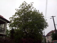 Alcatel One Touch Star