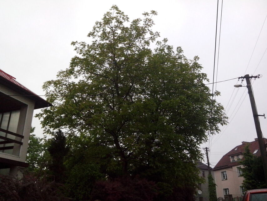 Alcatel One Touch Star