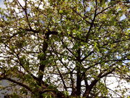 Alcatel One Touch X\'Pop