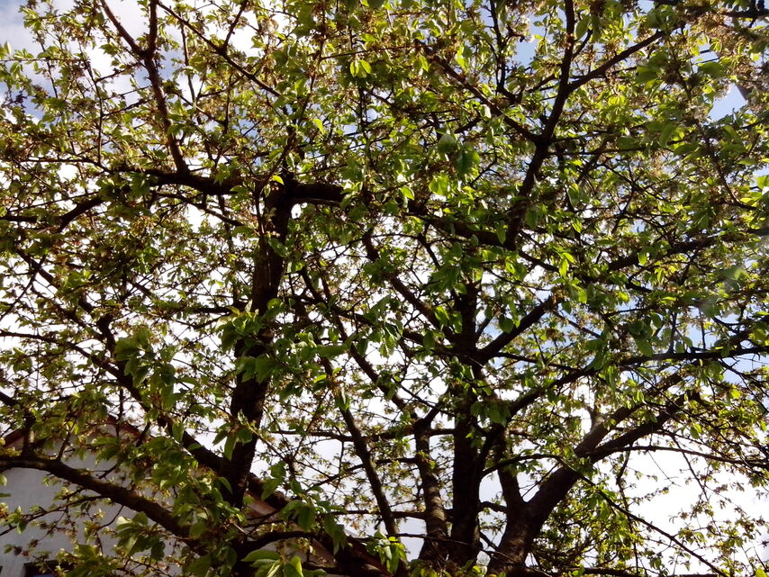 Alcatel One Touch X\'Pop