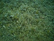 Alcatel OneTouch Fire E