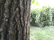 Alcatel OneTouch Idol 3 (4.7)