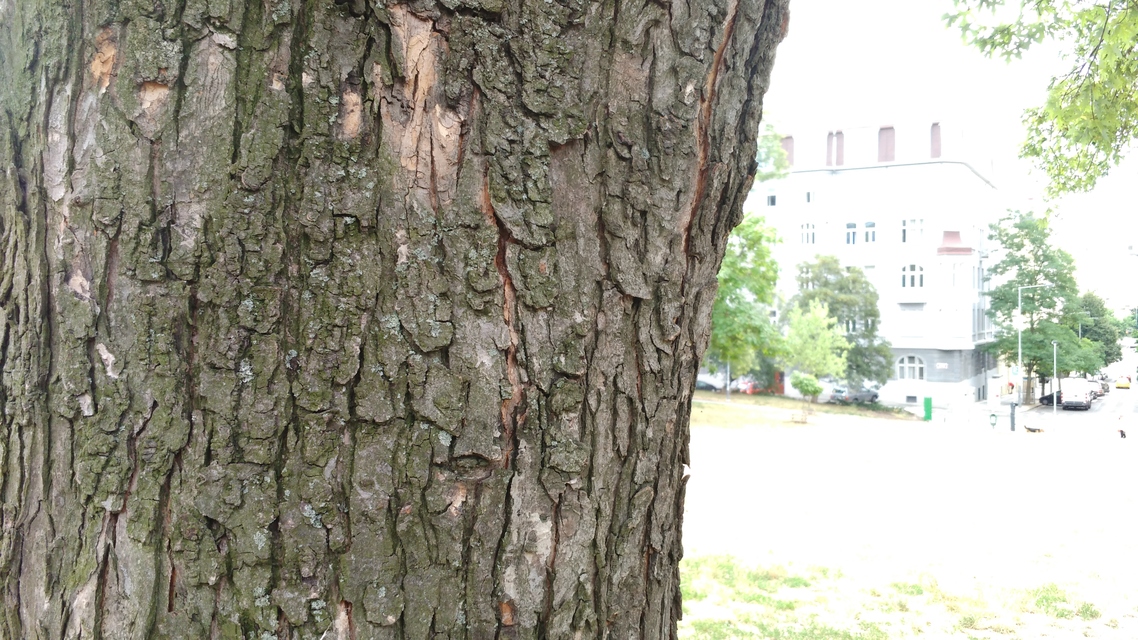 Alcatel OneTouch Idol 3 (5.5)