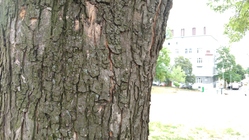 Alcatel OneTouch Idol 3 (5.5)