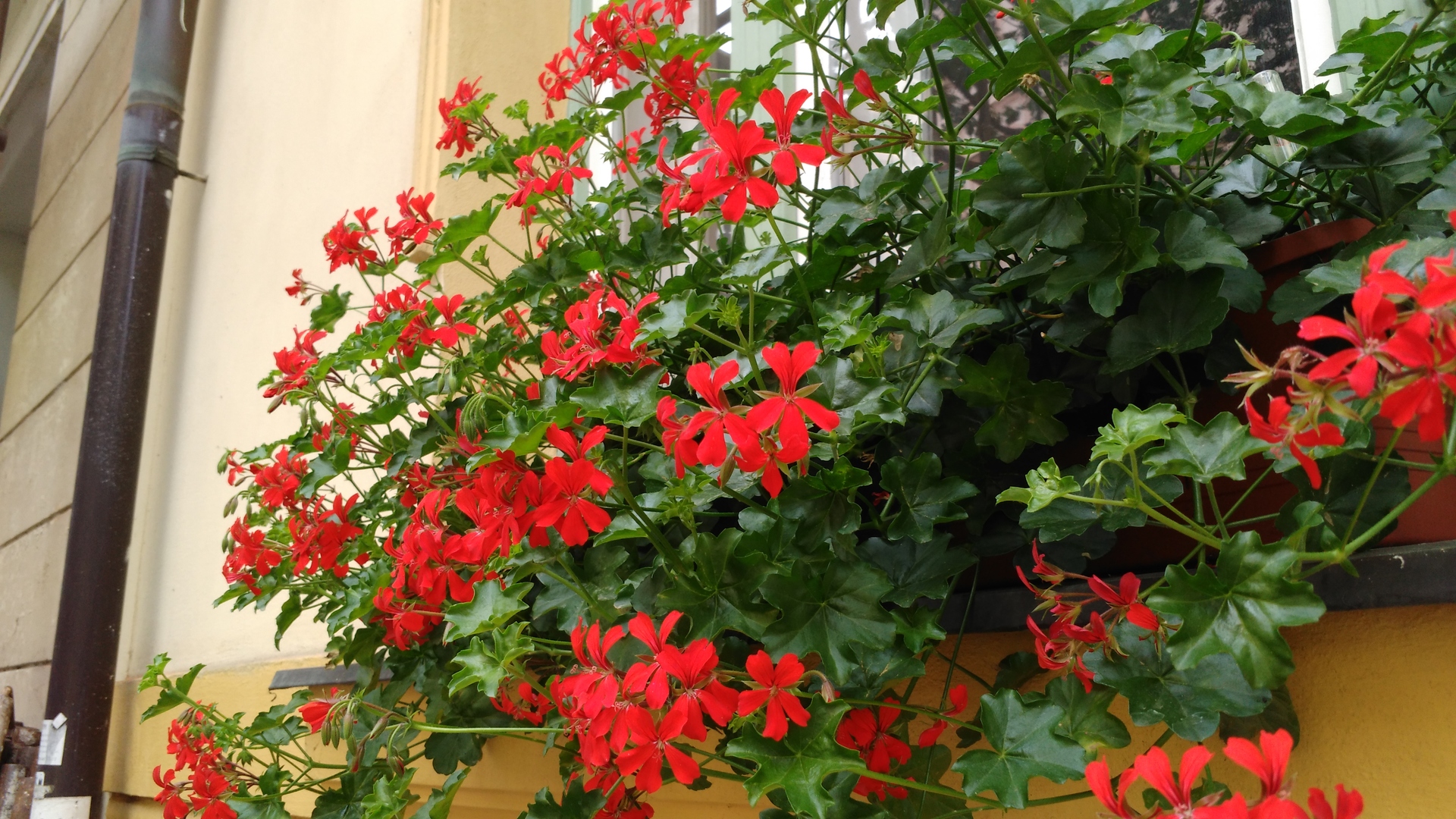 Alcatel OneTouch Idol 3 (5.5)