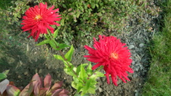 Alcatel OneTouch Idol X +