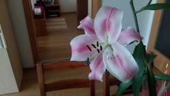 Alcatel OneTouch Idol X +