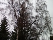 Alcatel OneTouch PIXI 3 (10)