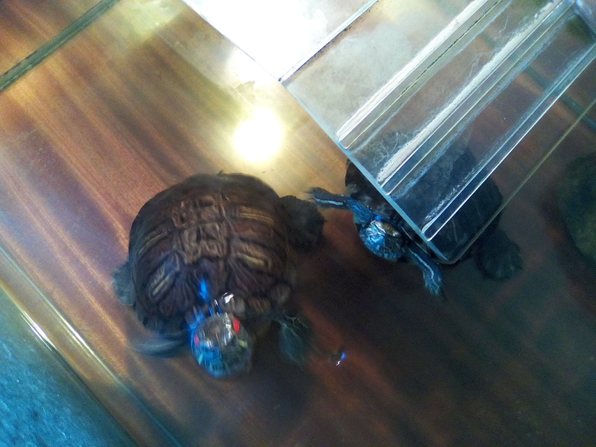 Alcatel OneTouch PIXI 3 (8) WiFi