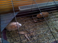 Alcatel OneTouch PIXI 3 (8) WiFi