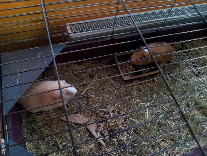 Alcatel OneTouch PIXI 3 (8) WiFi