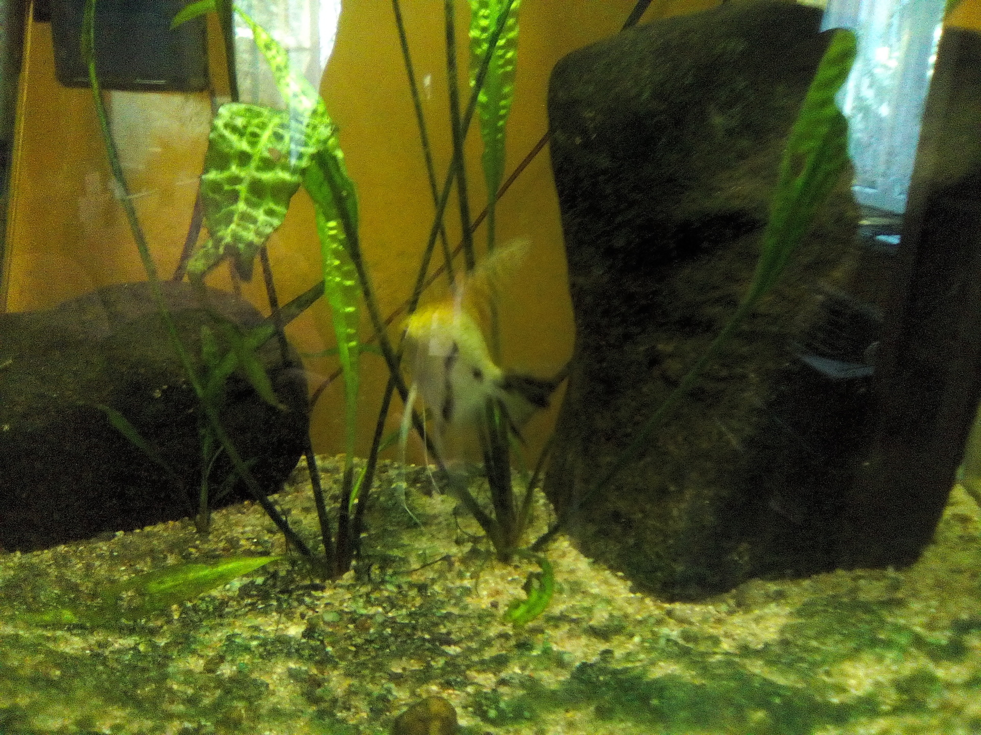 Alcatel OneTouch PIXI 3 (8) WiFi