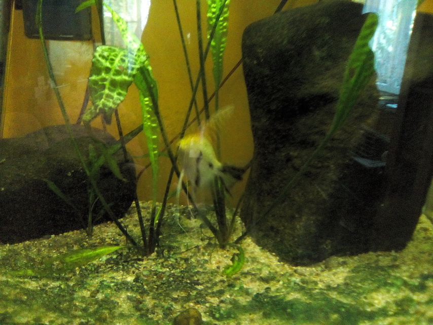 Alcatel OneTouch PIXI 3 (8) WiFi