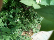 Alcatel OneTouch Pixi 4 (6)