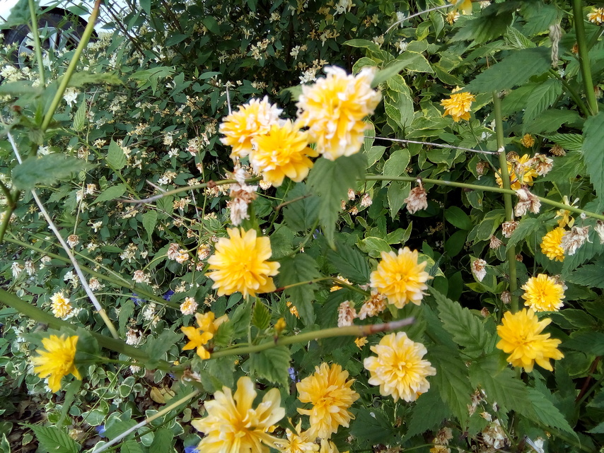 Alcatel OneTouch Pixi 4 (6)