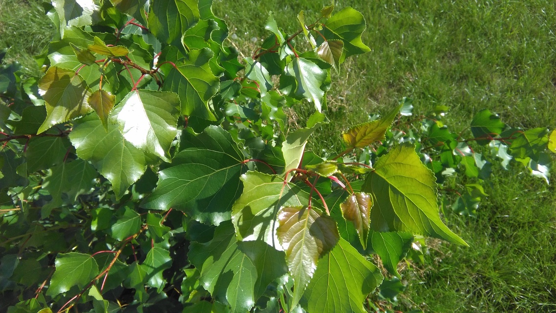 Alcatel OneTouch Pop 2 (5) Premium