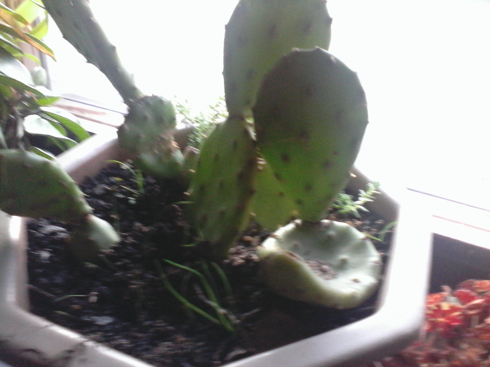 Alcatel OneTouch Pop 7S